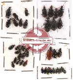 Scientific lot no. 231 Carabidae (40 pcs A, A-, A2)