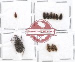 Scientific lot no. 227 Carabidae (11 pcs)