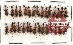 Scientific lot no. 233 Carabidae (30 pcs)