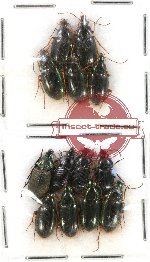 Scientific lot no. 220 Carabidae (13 pcs)