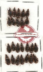 Scientific lot no. 214 Carabidae (24 pcs)