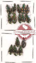 Scientific lot no. 222 Carabidae (15 pcs)