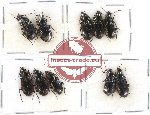 Scientific lot no. 217 Carabidae (10 pcs)