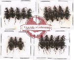 Scientific lot no. 212 Carabidae (18 pcs)