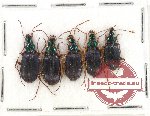 Scientific lot no. 229 Carabidae (5 pcs)