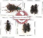 Scientific lot no. 207 Carabidae (6 pcs)