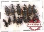 Scientific lot no. 235 Carabidae (15 pcs)
