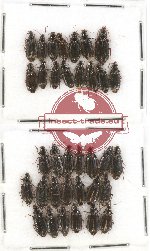 Scientific lot no. 219 Carabidae (35 pcs)