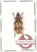 Coptopterus sp. 8 (A2)