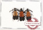 Pyrochroidae sp. 2 (3 pcs)