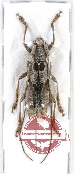 Potemnemus sp. 1