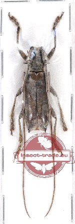 Potemnemus sp. 2 (A-)