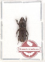 Cardanus sp. 6