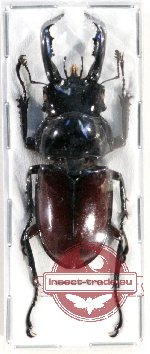 Pseudorhaetulus oberthueri