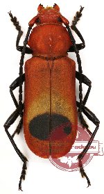 Euryphagus miniatus