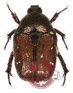 Protaetia (Netociomima) tenuivestis (5 pcs A-/A2)