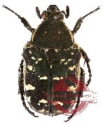 Protaetia (s.str.) miksici