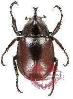 Xylotrupes macleayi ssp.