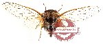 Cicadidae sp. 14 (SPREAD A2)