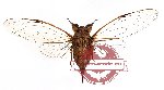 Cicada sp. 9 (A-) (SPREAD)