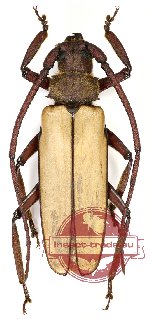 Spinimegopis lividipennis