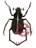 Ectinohoplia sp. 3