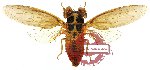 Cicadidae sp. 15 (SPREAD) (A2)
