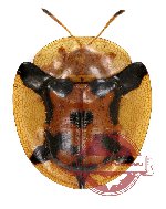 Aspidimorpha deusta (31 pcs)