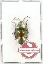 Scutellarinae sp. 19 (not spread)