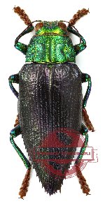 Chrysodema (Gelaeus) walkeri horaki