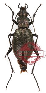 Carabus (Hypsocarabus) qinlingensis