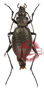 Carabus (Hypsocarabus) qinlingensis (A-)