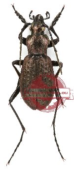 Carabus (Hypsocarabus) qinlingensis (A-)