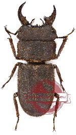 Gnaphaloryx gracilis ssp. keijiroi (pair - female A2)