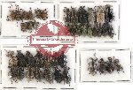 Scientific lot no. 281 Curculionidae (42 pcs - 4 pcs A2)