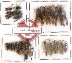 Scientific lot no. 149 Hymenoptera (26 pcs)