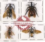 Scientific lot no. 150 Hymenoptera (4 pcs)