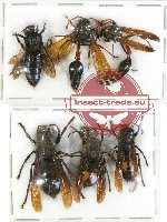 Scientific lot no. 132 Hymenoptera (6 pcs)