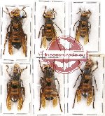 Scientific lot no. 133 Hymenoptera (Vespa spp.) (6 pcs - 1 pc A2)