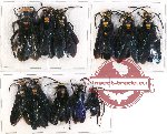 Scientific lot no. 142 Hymenoptera (11 pcs A, A-)