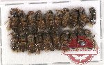 Scientific lot no. 135 Hymenoptera (20 pcs)