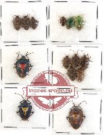 Scientific lot no. 203 Heteroptera (Pentatomidae) (14 pcs)