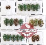Scientific lot no. 201 Heteroptera (Pentatomidae) (22 pcs)