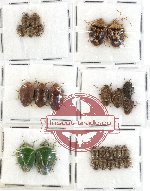Scientific lot no. 210 Heteroptera (Pentatomidae) (26 pcs)