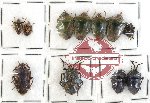 Scientific lot no. 209 Heteroptera (Pentatomidae) (11 pcs A, A-, A2)