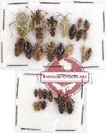 Scientific lot no. 260 Heteroptera (26 pcs A, A-, A2)