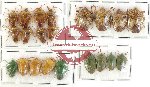 Scientific lot no. 208 Heteroptera (Pentatomidae) (21 pcs)