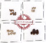 Scientific lot no. 220 Heteroptera (27 pcs A, A-, A2)