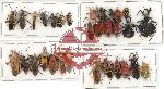 Scientific lot no. 286 Heteroptera (32 pcs A, A-, A2)