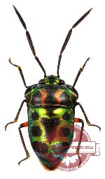 Chrysocoris eques Fabricius, 1794